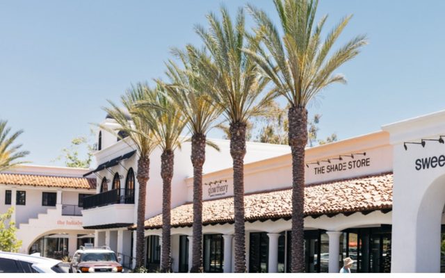 Plant, Tree, Palm Tree
