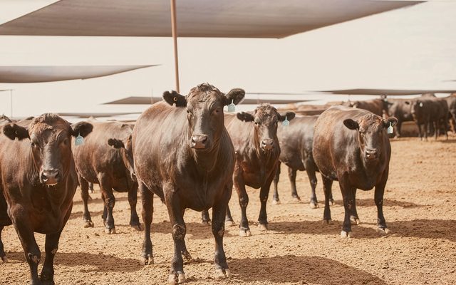 Animal, Bull, Mammal