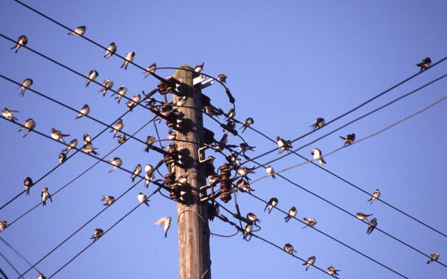 Utility Pole, Cable, Animal