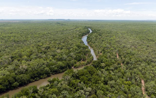 Plant, Vegetation, Outdoors
