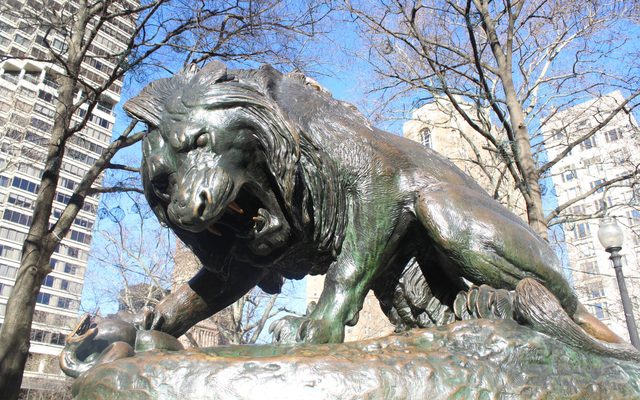 Animal, Lion, Mammal