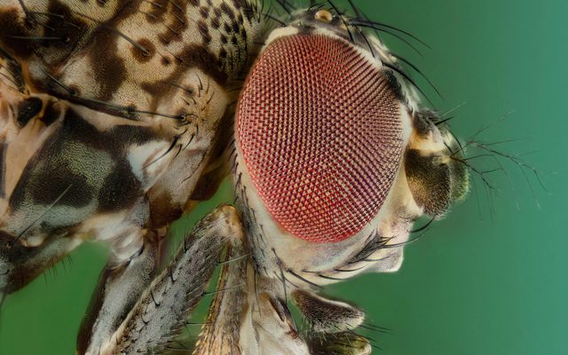 Animal, Fly, Insect