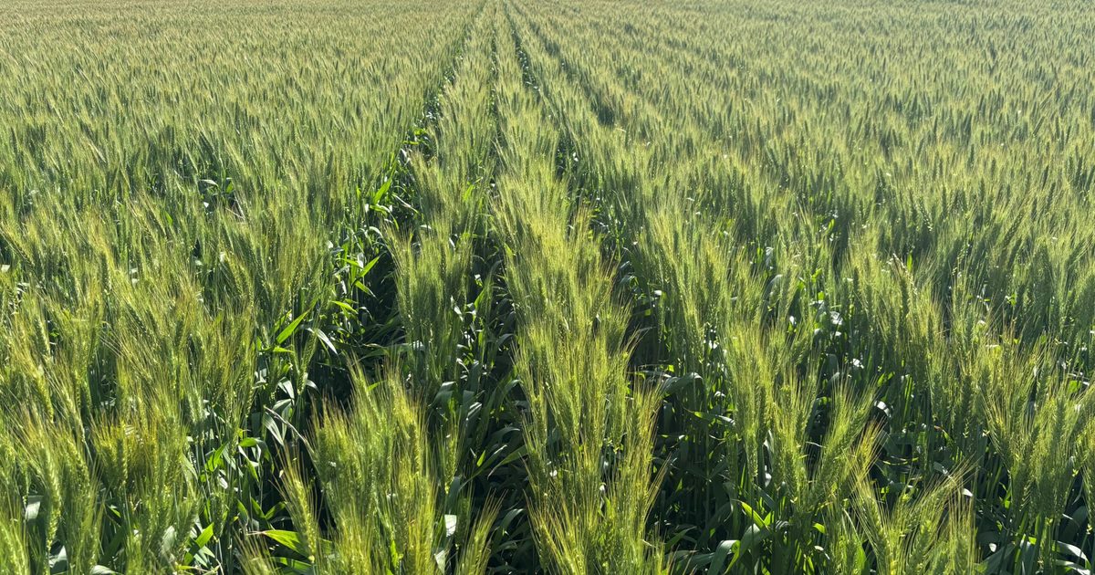 PenAgri lists WA cropping aggregation with $76m price expectations