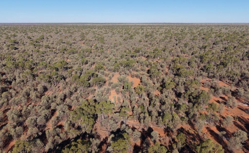 Ultra-wealthy investors behind $40m carbon and cattle play