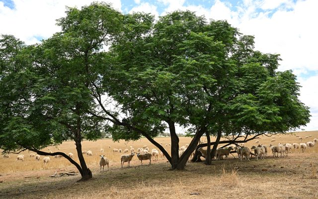Field, Grassland, Nature